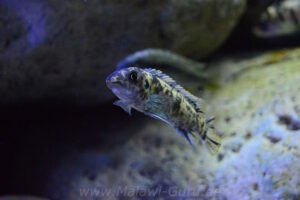 Labeotropheus trewavasae 'Higga Reef'